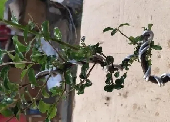 植物排行|名贵的金弹子品种