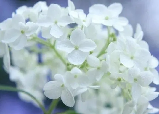 开花时间|绣球花什么时候开花 一年开几次花
