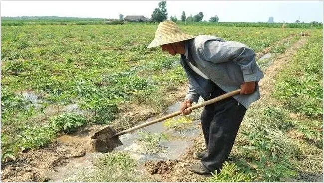 芝麻浇水时间怎么把握 | 养殖技术
