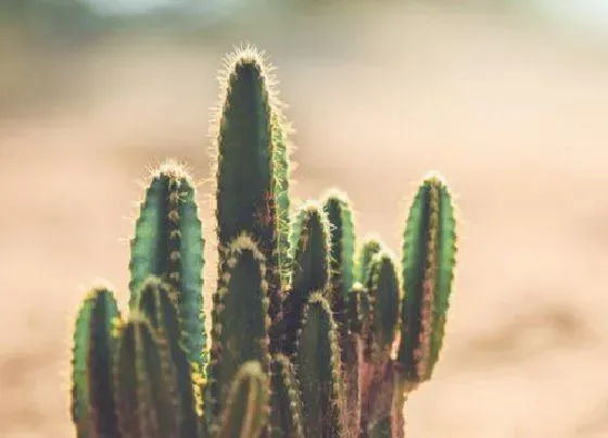 植物排行|沙漠的植物有哪些