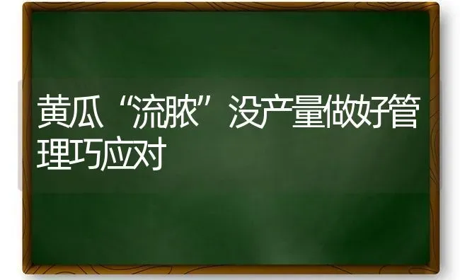 黄瓜“流脓”没产量做好管理巧应对 | 蔬菜种植