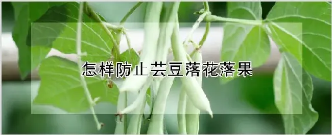 怎样防止芸豆落花落果 | 自然知识