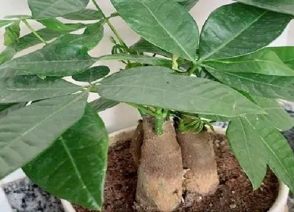 植物移栽|发财树什么时候换盆好