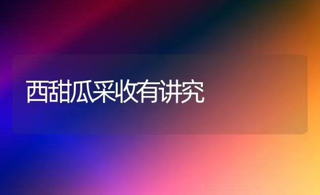 西甜瓜采收有讲究 | 瓜果种植
