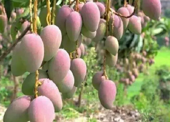 掉叶子|芒果树冬天落叶吗