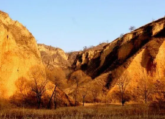 种植土壤|黄土是什么土