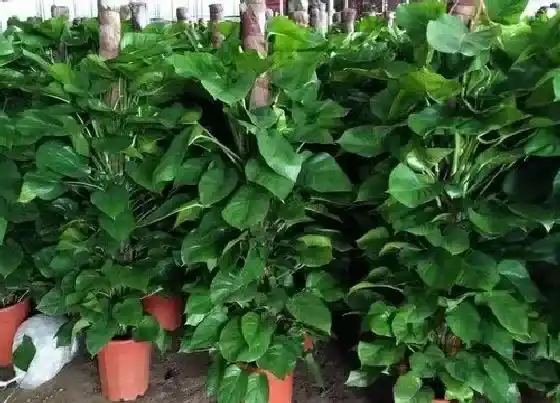 叶子发黄|水竹叶子发黄怎么办