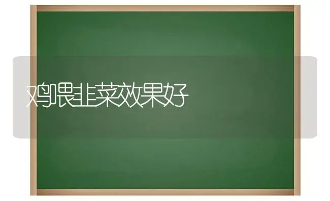 鸡喂韭菜效果好 | 瓜果种植