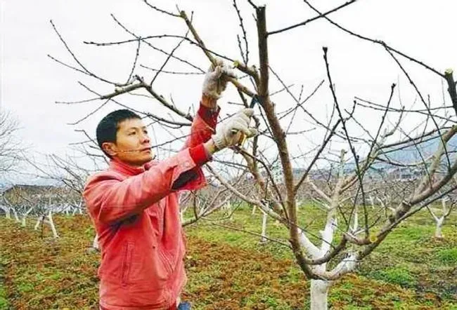 植物修剪|桃树什么时候剪枝最合适，桃树在什么季节修剪最好）