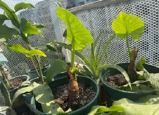 植物施肥|滴水观音浇什么肥料合适