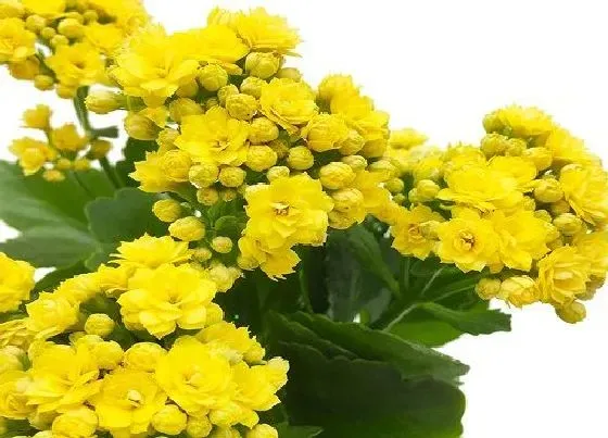 开花时间|长寿花是四季开花吗