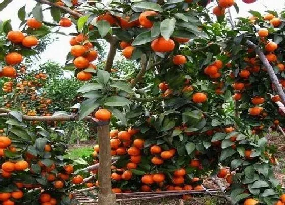 冬天植物|桔子树怕冻吗（冬天桔子树保温防冻最好的办法）