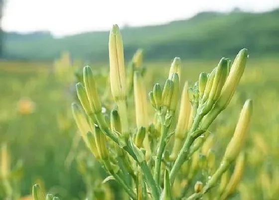 不开花|黄花菜为什么不开花