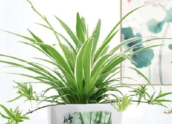 植物百科|吊兰的花是什么样子的