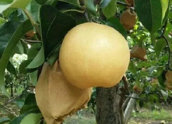 果实成熟|圆黄梨什么时候成熟