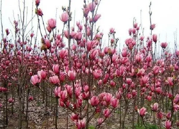 植物扦插|紫玉兰几月份扦插最好