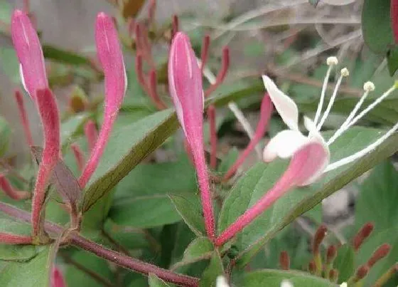 开花时间|红色金银花一年开几次花