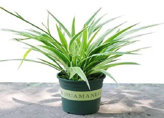 植物种类|净化空气的盆栽有哪些 净化空气的花卉植物