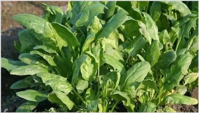 菠菜怎样种才高产高效 | 种植技术