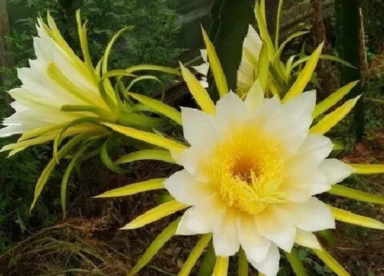 花语|昙花花语及代表意义