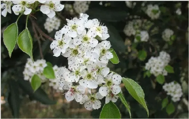 梨锈水病的危害症状及预防措施 | 种植施肥