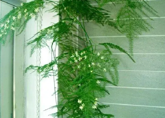 植物百科|文竹开花吗 多少年开一次花