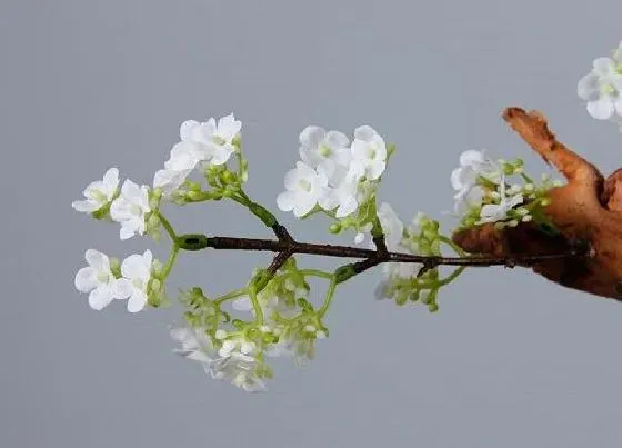 花朵|梨花有几个花瓣图片 梨花花瓣形状像什么