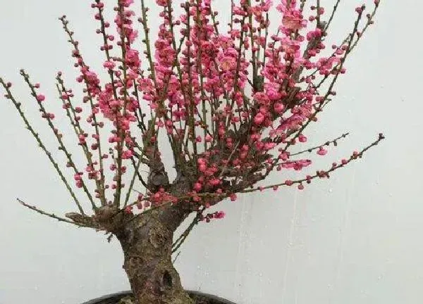 盆景|盆栽梅花的种植方法和注意事项