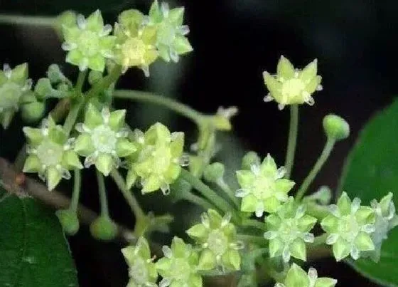 花期|大青枣一年开几次花