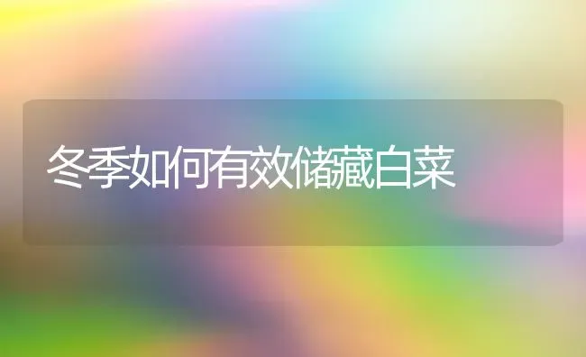 冬季如何有效储藏白菜 | 蔬菜种植