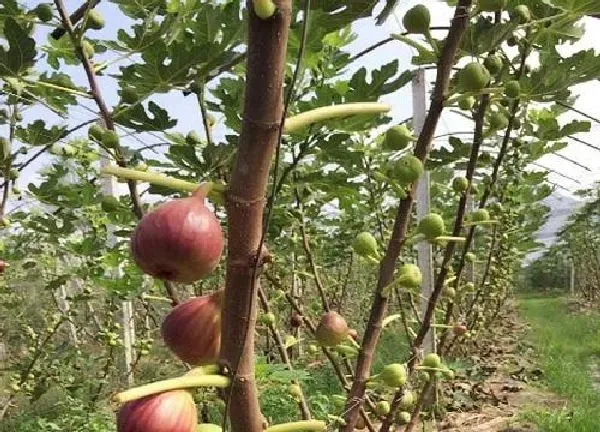 植物移栽|无花果树移栽时间和方法 移栽季节及注意事项