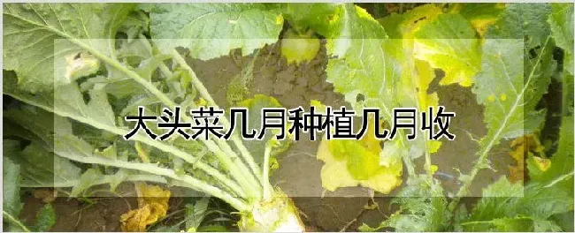 大头菜几月种植几月收 | 农业科普