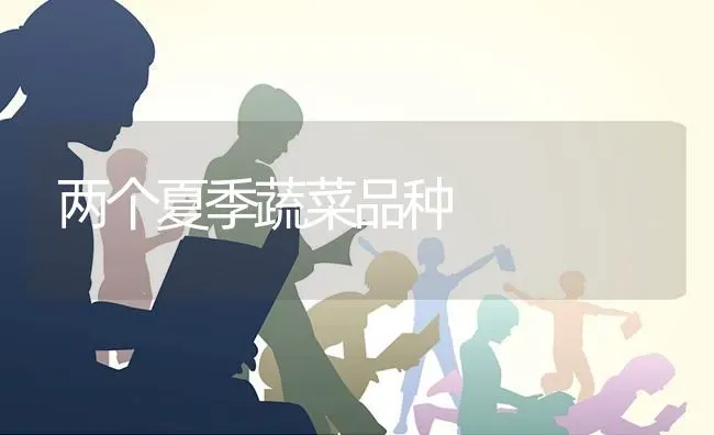 两个夏季蔬菜品种 | 蔬菜种植