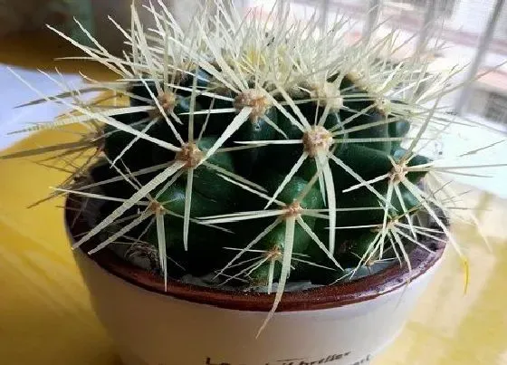 不开花|仙人球不开花怎么回事 原因及处理方法
