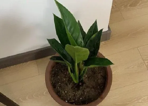 植物种类|净化空气的盆栽有哪些 净化空气的花卉植物