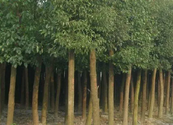 根部|樟树是什么根系的植物