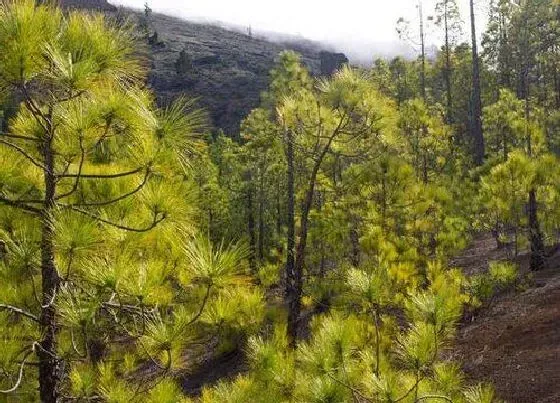 植物百科|油松属于什么植物类型