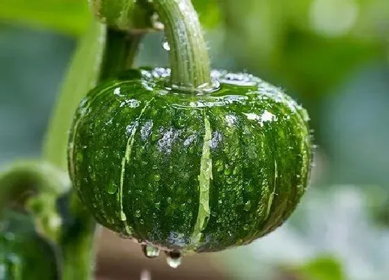 植物百科|南瓜长在什么地方