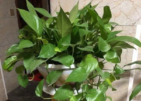 植物浇水|米汤适合浇什么花