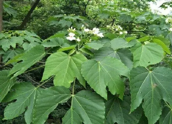 花卉百科|梧桐树在什么季节开放 梧桐树几月开花结果