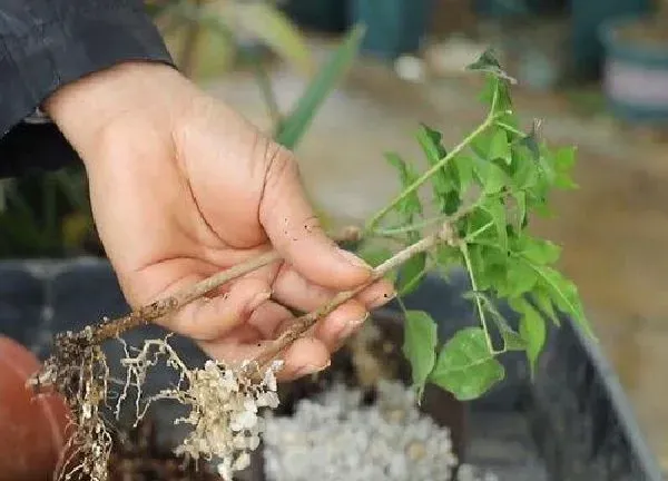 植物扦插|幸福树可以扦插繁殖吗 幸福树如何扦插生根快