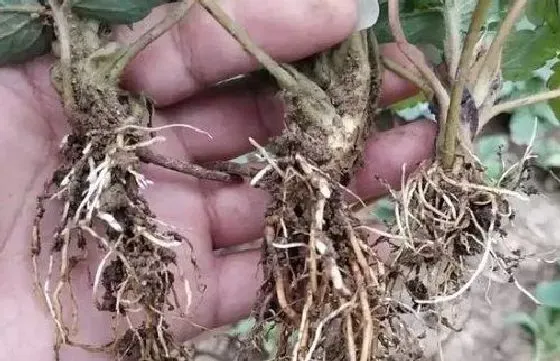 植物育苗|草莓怎么缓苗 缓苗时间与方法