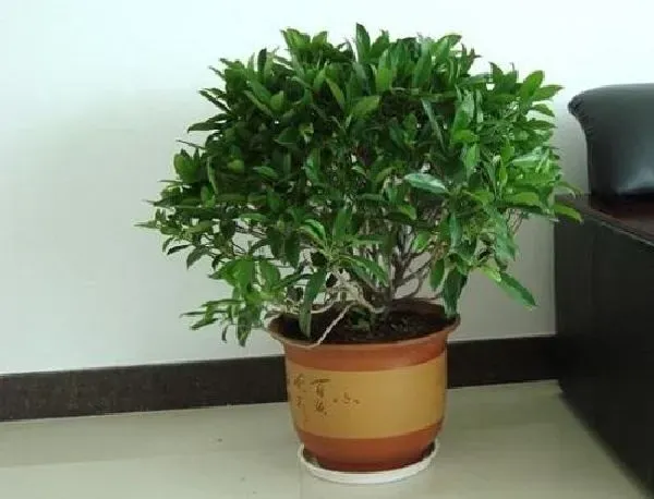 植物浇水|非洲茉莉怎么浇水方法 一次浇多少水合适