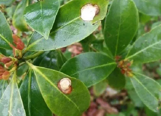 植物病害|八角炭疽病发病原因及用药治疗