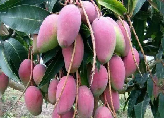 掉叶子|芒果树冬天落叶吗