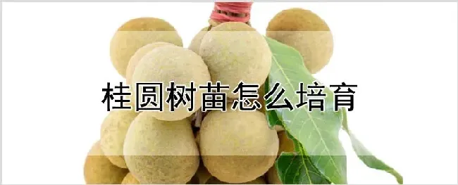 桂圆树苗怎么培育 | 自然知识