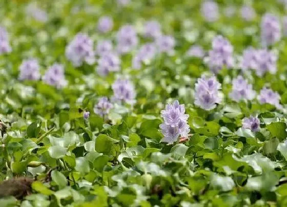 植物排行|水生观赏植物有哪些