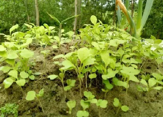 植物播种|无架豆什么时候播种最好