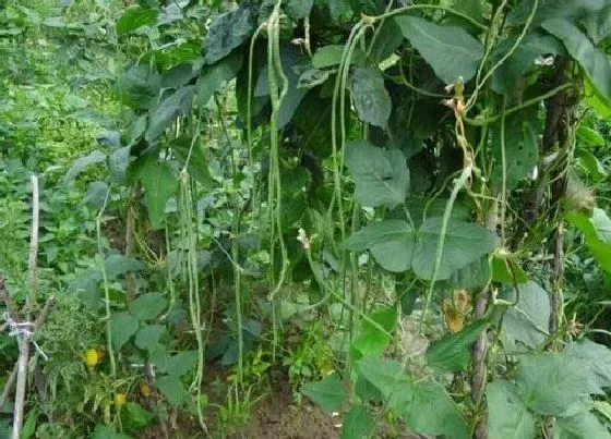 种植管理|豆角的生长周期是多长时间