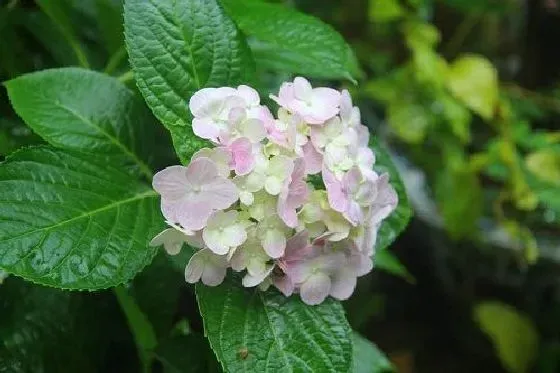 植物修剪|绣球花怎么修剪好看 修剪枝叶造型图解